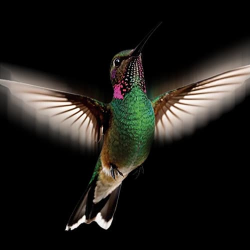 EVENTS KOLIBRI